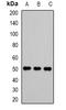 VRK Serine/Threonine Kinase 1 antibody, orb382118, Biorbyt, Western Blot image 