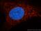Adenylate kinase 2, mitochondrial antibody, 11014-1-AP, Proteintech Group, Immunofluorescence image 