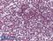 Forkhead Box O3 antibody, LS-B6084, Lifespan Biosciences, Immunohistochemistry paraffin image 