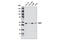 MutY DNA Glycosylase antibody, 6248S, Cell Signaling Technology, Western Blot image 