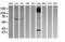 Lca antibody, CF506056, Origene, Western Blot image 