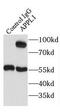 DCC-interacting protein 13-alpha antibody, FNab00516, FineTest, Immunoprecipitation image 