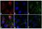 Mouse IgG1 antibody, A-21123, Invitrogen Antibodies, Immunofluorescence image 