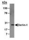 Derlin 1 antibody, TA301554, Origene, Western Blot image 