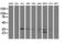 DNA excision repair protein ERCC-1 antibody, LS-C337134, Lifespan Biosciences, Western Blot image 