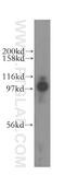 Mediator Complex Subunit 15 antibody, 11566-1-AP, Proteintech Group, Western Blot image 