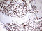CD5 Molecule antibody, LS-C797973, Lifespan Biosciences, Immunohistochemistry frozen image 