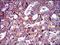 Mitochondrial Ribosomal Protein L42 antibody, GTX60760, GeneTex, Immunohistochemistry paraffin image 