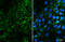 CXADR Ig-Like Cell Adhesion Molecule antibody, GTX118382, GeneTex, Immunofluorescence image 
