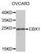 Chromobox 1 antibody, STJ22919, St John