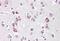 Neurogenin-2 antibody, MBS248189, MyBioSource, Immunohistochemistry paraffin image 