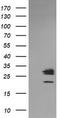LGALS3 antibody, CF506398, Origene, Western Blot image 