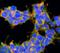Dibromotyrosine antibody, NBP2-59351, Novus Biologicals, Immunofluorescence image 