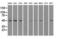 LEM Domain Containing 3 antibody, LS-C114869, Lifespan Biosciences, Western Blot image 