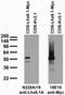 LIM/homeobox protein Lhx6 antibody, 73-241, Antibodies Incorporated, Western Blot image 