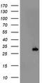 Proteasome Subunit Beta 4 antibody, CF503617, Origene, Western Blot image 