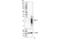 C-C Motif Chemokine Ligand 13 antibody, 41987S, Cell Signaling Technology, Western Blot image 