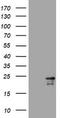 Visinin Like 1 antibody, TA801993, Origene, Western Blot image 