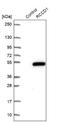 RCC1 Domain Containing 1 antibody, NBP1-93517, Novus Biologicals, Western Blot image 