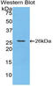 Cardiotrophin-1 antibody, LS-C293179, Lifespan Biosciences, Western Blot image 