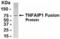 TNF Alpha Induced Protein 1 antibody, XW-7928, ProSci, Enzyme Linked Immunosorbent Assay image 