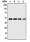 Coagulation Factor II Thrombin Receptor antibody, LS-C352181, Lifespan Biosciences, Western Blot image 