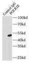 RNA Polymerase I Subunit E antibody, FNab06619, FineTest, Immunoprecipitation image 