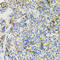 SH2B Adaptor Protein 1 antibody, 19-736, ProSci, Immunohistochemistry frozen image 