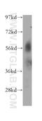 Prolylcarboxypeptidase antibody, 15995-1-AP, Proteintech Group, Western Blot image 