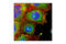 Lin-28 Homolog A antibody, 3978S, Cell Signaling Technology, Immunocytochemistry image 