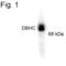 Dopamine Beta-Hydroxylase antibody, PA1-4654, Invitrogen Antibodies, Western Blot image 