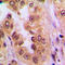 p65 antibody, LS-C354091, Lifespan Biosciences, Immunohistochemistry paraffin image 