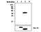 Dual specificity protein phosphatase 12 antibody, MA5-17257, Invitrogen Antibodies, Western Blot image 