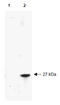 RFP-Tag antibody, AP09229PU-N, Origene, Western Blot image 