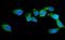ArfGAP With FG Repeats 1 antibody, RP1071, Boster Biological Technology, Immunofluorescence image 