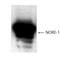Ras association domain-containing protein 5 antibody, NB500-248, Novus Biologicals, Western Blot image 