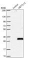 Citrate Synthase Lysine Methyltransferase antibody, NBP1-90987, Novus Biologicals, Western Blot image 