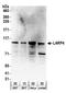 La Ribonucleoprotein Domain Family Member 4 antibody, A303-899A, Bethyl Labs, Western Blot image 