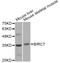 Baculoviral IAP Repeat Containing 7 antibody, LS-C747695, Lifespan Biosciences, Western Blot image 