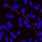 Cerebral dopamine neurotrophic factor antibody, MAB5187, R&D Systems, Immunohistochemistry paraffin image 