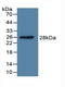 Dimethylarginine Dimethylaminohydrolase 1 antibody, LS-C293691, Lifespan Biosciences, Western Blot image 