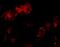 Bcl2 Modifying Factor antibody, A02432, Boster Biological Technology, Immunofluorescence image 