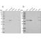 RNA 3'-Terminal Phosphate Cyclase antibody, NBP2-58714, Novus Biologicals, Western Blot image 