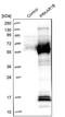 KAP1 antibody, PA5-55392, Invitrogen Antibodies, Western Blot image 