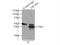 ER Lipid Raft Associated 1 antibody, 17311-1-AP, Proteintech Group, Immunoprecipitation image 