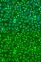 Complement C5 antibody, GTX33052, GeneTex, Immunocytochemistry image 