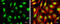 Craniofacial Development Protein 1 antibody, GTX128024, GeneTex, Immunofluorescence image 