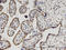 Pleckstrin homology domain-containing family O member 1 antibody, LS-C134065, Lifespan Biosciences, Immunohistochemistry frozen image 