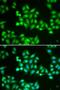 Chromodomain Helicase DNA Binding Protein 2 antibody, LS-C334370, Lifespan Biosciences, Immunofluorescence image 