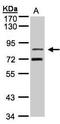 TLE Family Member 2, Transcriptional Corepressor antibody, GTX106107, GeneTex, Western Blot image 